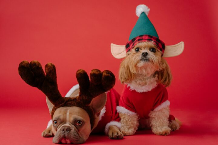 Dogs in christmas apparel