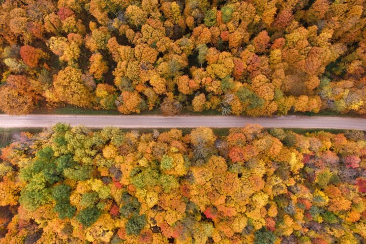 autumn-trees-near-asphalt-road-bird-view